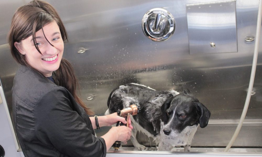 Meet Colleen Finnegan of The Ride & Groom Mobile Dog Spa in Malden