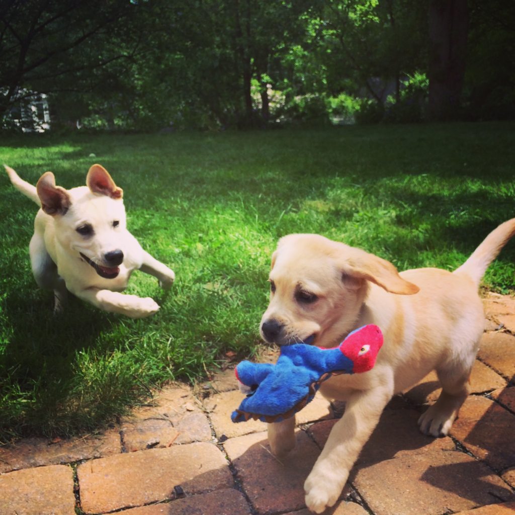 meet-amy-graves-of-hounds-about-town-in-roslindale-boston-voyager