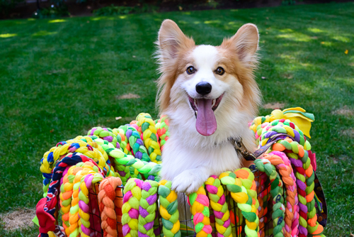 Knots of Fun- Makers of Happy Hands Happy Dog Toys