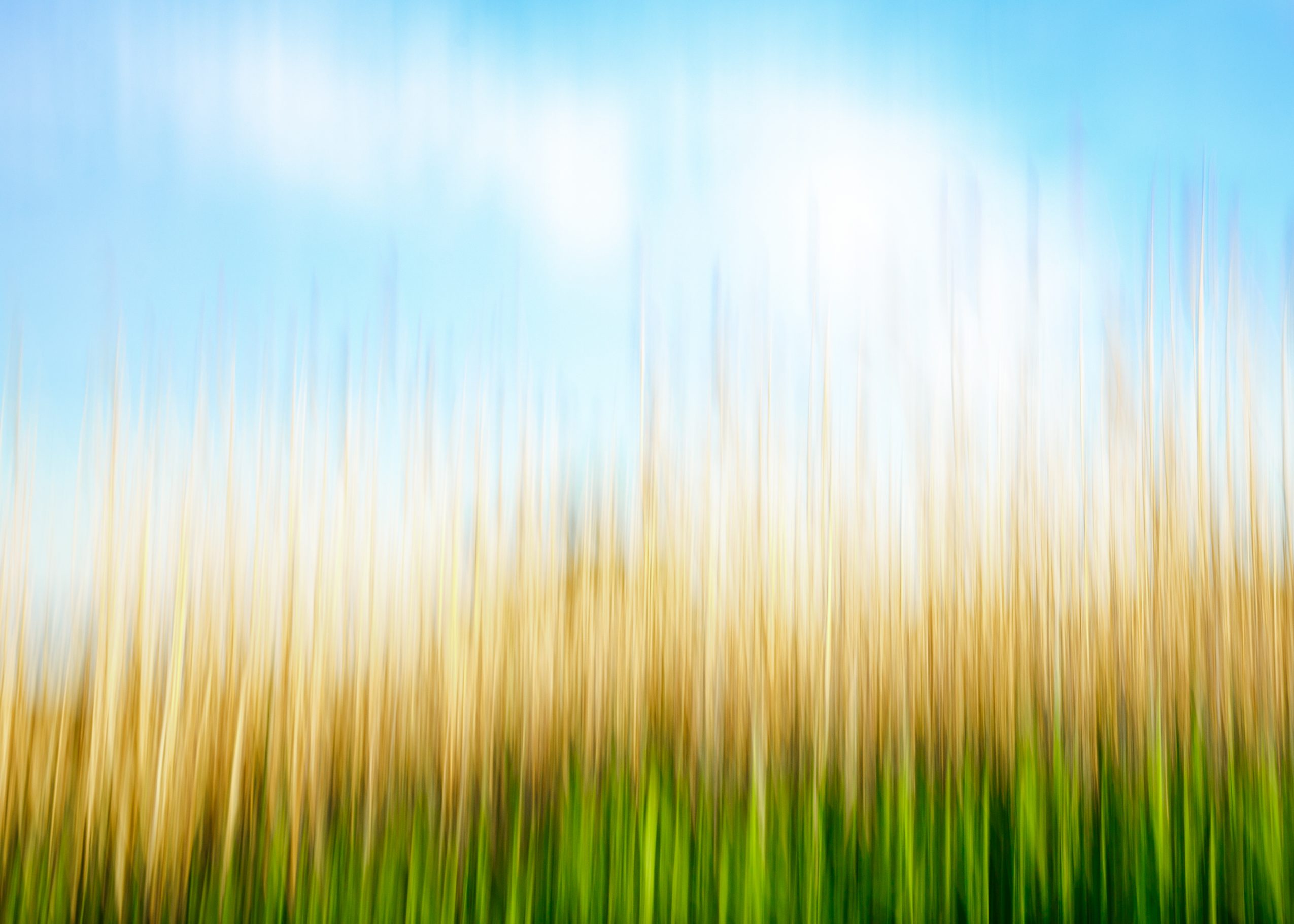 Meet Trailblazer Ann-Marie Rollo – Boston Voyager Magazine | Boston ...